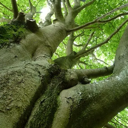 Lejlighed Finke Frankenau