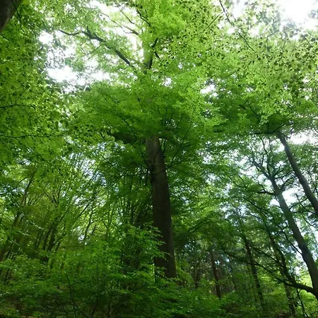 Finke Lejlighed Frankenau