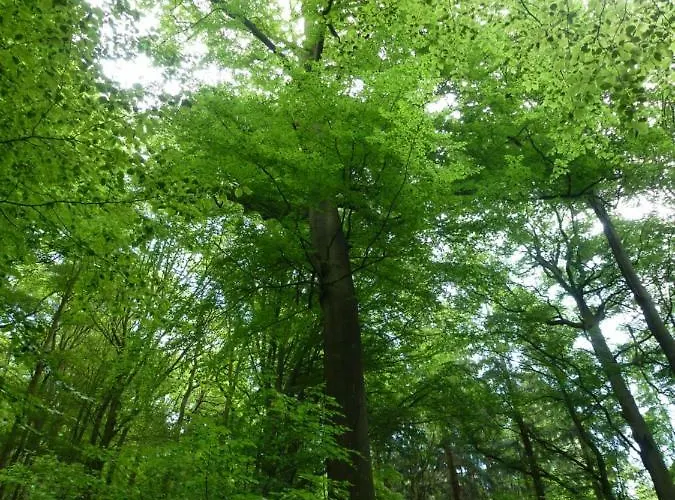 Finke Apartmán Frankenau